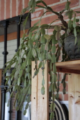 Schlumbergera buckleyi