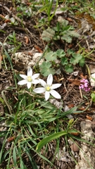Ornithogalum montanum