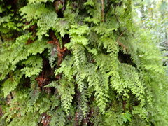 Hymenophyllum polyanthon