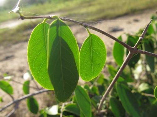Pristimera verrucosa · iNaturalist