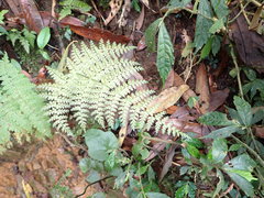 Dryopteris paleolata