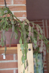 Schlumbergera buckleyi