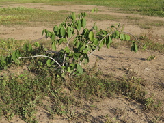 Pristimera verrucosa