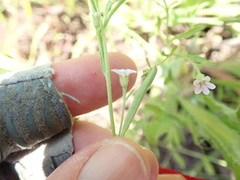 Convolvulus simulans