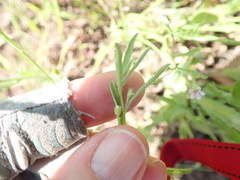 Convolvulus simulans