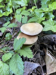 Psilocybe ovoideocystidiata