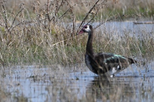 iNaturalist: (c) kilianj, some rights reserved (CC BY-NC), uploaded by kilianj iNaturalist image