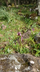 Ophrys lunulata