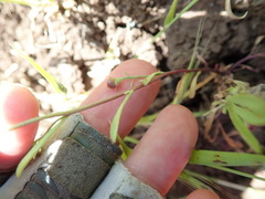 Convolvulus simulans