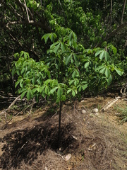 Pseudobombax septenatum