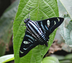 Jemadia fallax