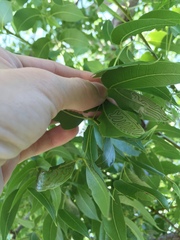 Phyllocnistis meliacella