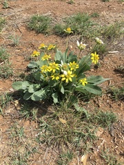 Berlandiera monocephala