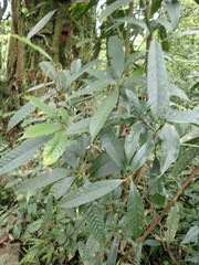 Lithocarpus brevicaudatus