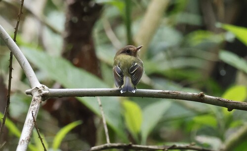 Fork-tailed Tody-Tyrant (Hemitriccus furcatus), photo 5