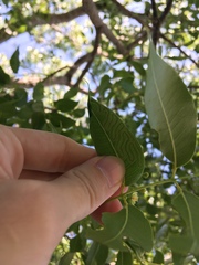 Phyllocnistis meliacella