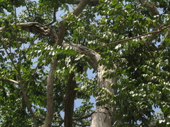 Pterocarpus acapulcensis