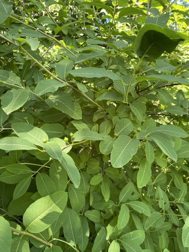 Lonicera caucasica, photograph 2