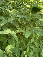 Lonicera caucasica, photograph Наталья Пикалова, CC BY, iNaturalist via GBIF