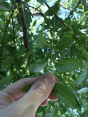 Phyllocnistis meliacella