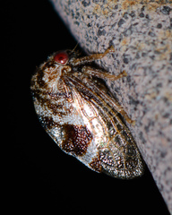 Cyrtolobus tuberosus