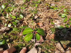 Gaultheria procumbens image