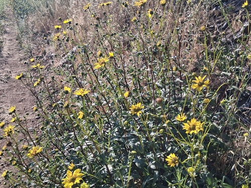 Helianthus gracilentus, photograph 5