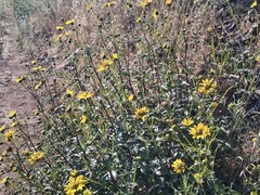 Helianthus gracilentus, photograph author not stated, no rights reserved