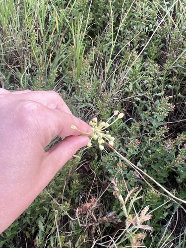 Small Yellow Onion