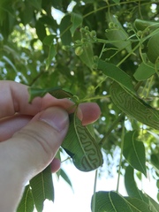 Phyllocnistis meliacella