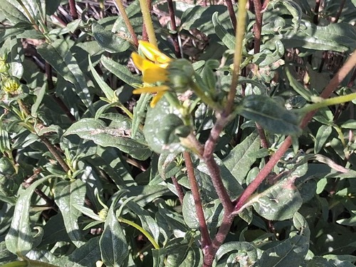 Helianthus gracilentus, photograph 6