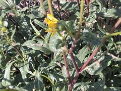 Helianthus gracilentus, photograph author not stated, no rights reserved