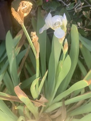 Irideae