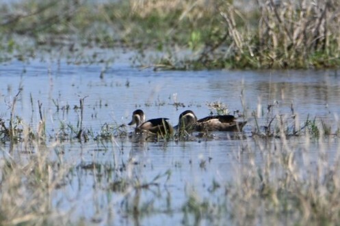 iNaturalist image
