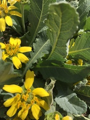 Berlandiera monocephala