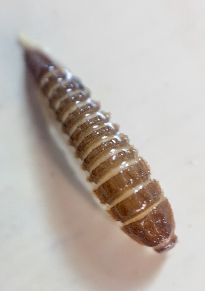 Disersus