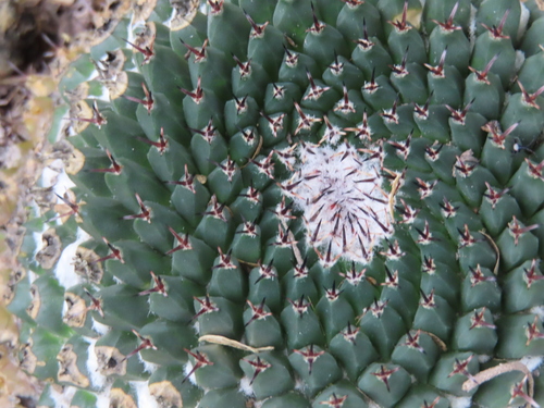 Mammillaria sempervivi