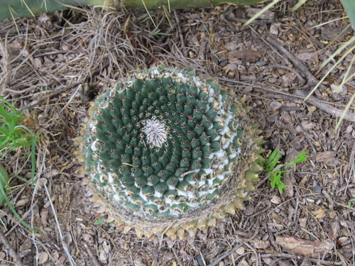 Mammillaria sempervivi