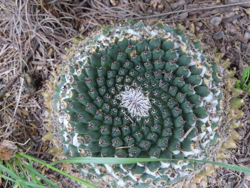 Mammillaria sempervivi
