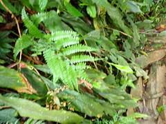 Arachniodes amabilis