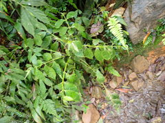 Lasianthus micranthus