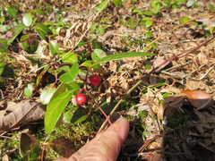 Gaultheria procumbens image