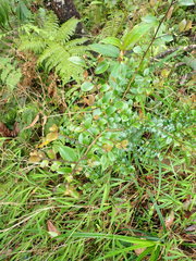 Theaceae