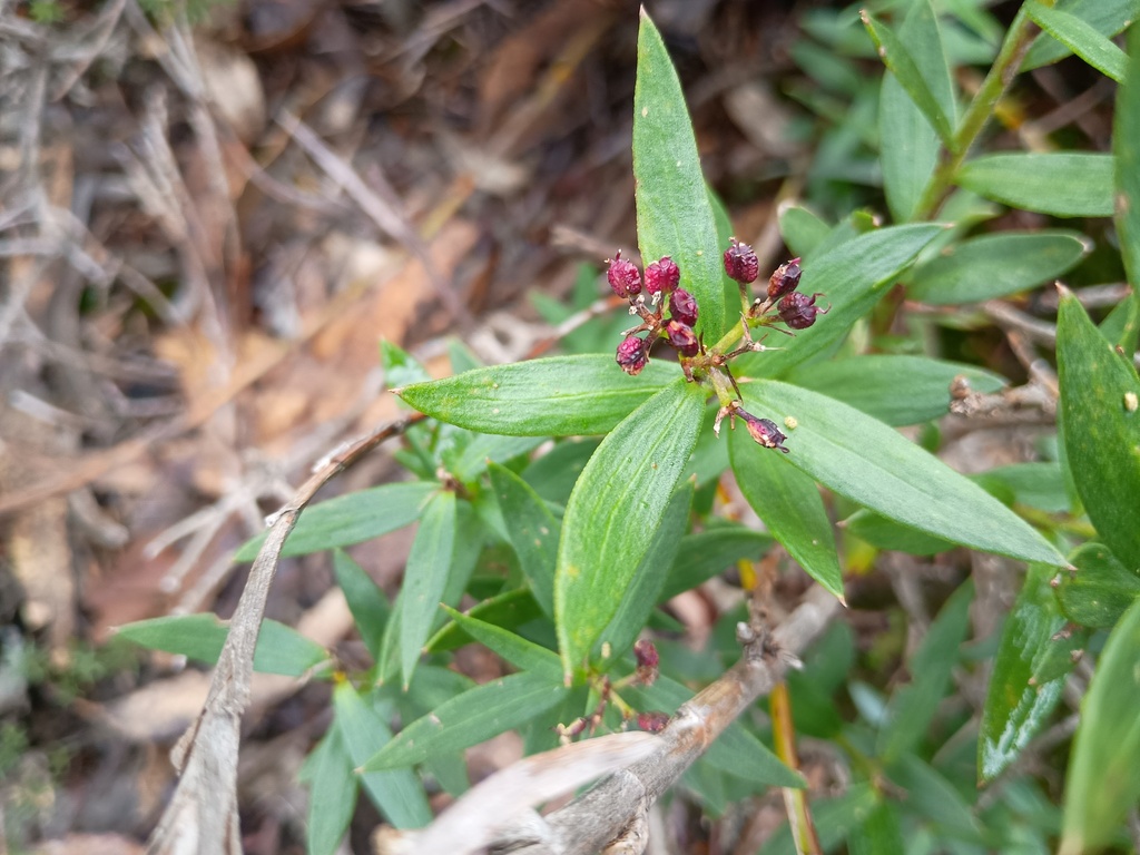 Platysace lanceolata; photograph (c) grampianshiker, some rights reserved (CC BY)