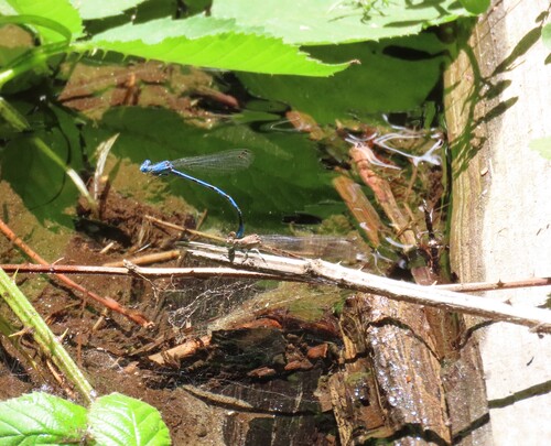 iNaturalist observation photo of Vivid Dancer