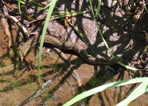iNaturalist observation photo of Sierra Garter Snake