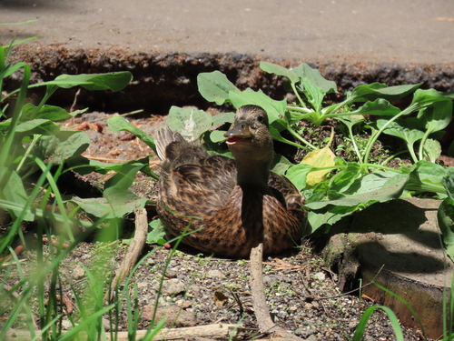 iNaturalist observation photo of Mallard