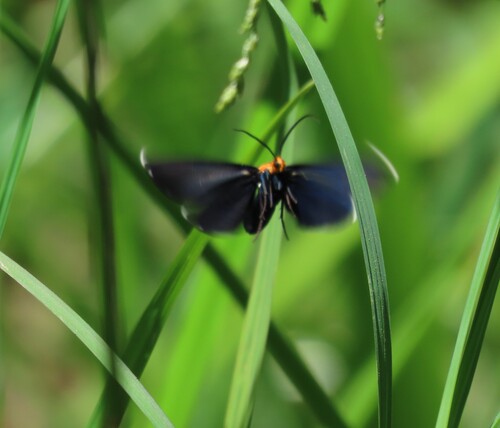 iNaturalist observation photo of White-tipped Ctenucha