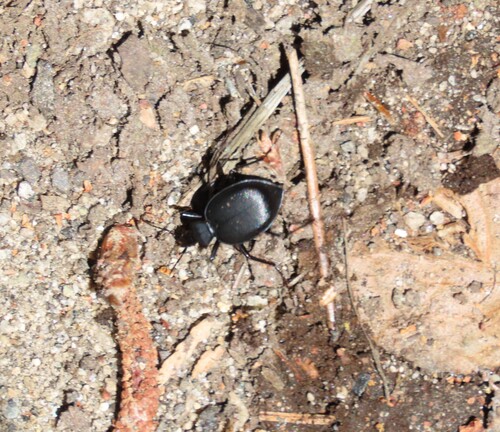iNaturalist observation photo of Beetles
