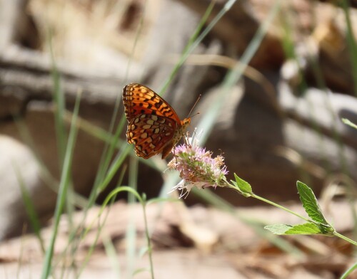 iNaturalist observation photo of Greater Fritillaries